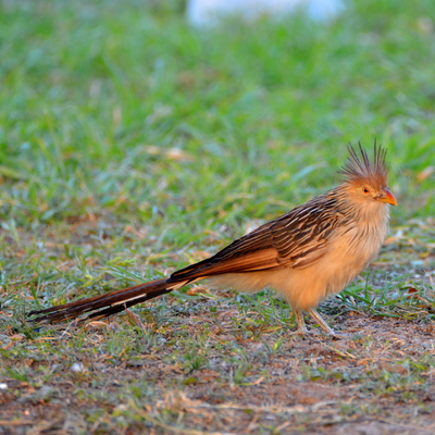 Guira Cuckoo_1